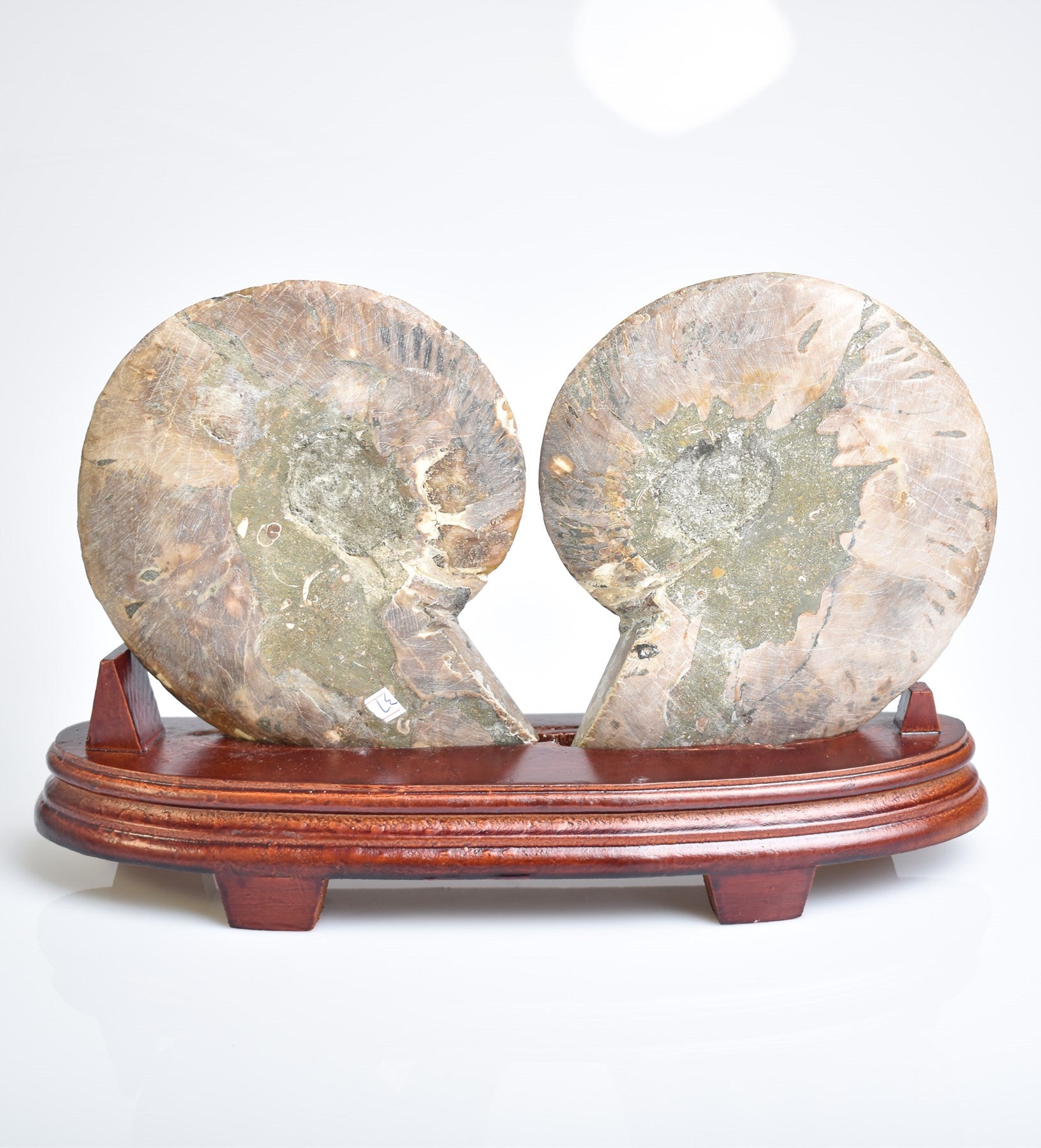 Ammonite Natural Fossil with Stand