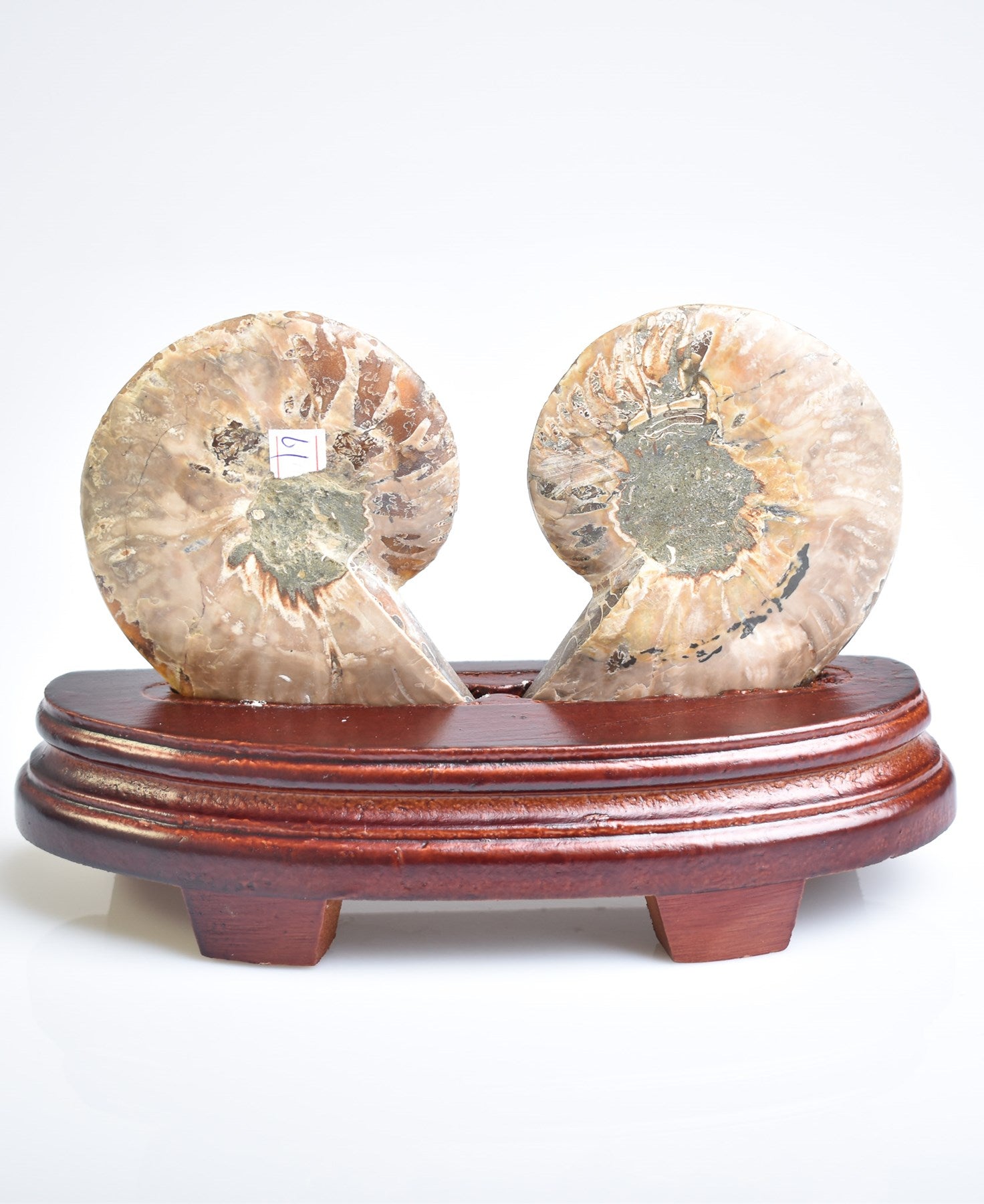 Ammonite Natural Fossil with Stand